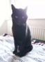 Cleo (2)